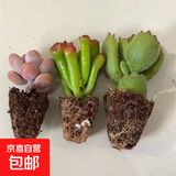【招财进宝多肉】钱串吸财树桃蛋吹雪之松锦精选系列好养基地直发 桃蛋+吸财树+熊童子