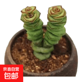 【亏本冲量】多肉植物盆栽新手套餐迷你绿植 2头钱串1颗