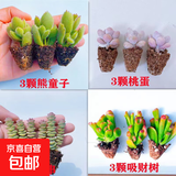 【招财进宝多肉】钱串吸财树桃蛋吹雪之松锦精选系列好养基地直发 桃蛋 吸财树 熊童子 钱串*3颗