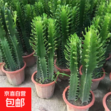 龙骨植物盆栽办公室外客厅仙人掌吸甲醛四季好养植物绿植巴西龙骨 【35-40cm】高一颗 不含盆