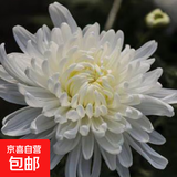 新鲜采摘大菊花优质黄白菊花广州站点直情人节礼物春节装饰鲜花 白色大菊50公分10枝