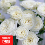 【云南】昆明玫瑰花苗老桩当年开花大花浓香月季老根花卉绿植盆栽 41白荔枝（老桩苗四季开花）