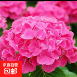 原盆原土绣球花苗无尽夏当年开花绣球花盆栽室内带花庭院花卉植物 绣球1盆装【大花含羞叶】15-23cm+肥料