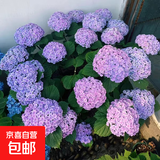 原盆原土绣球花苗无尽夏当年开花绣球花盆栽室内带花庭院花卉植物 绣球1盆装【花手鞠】15-23cm+肥料