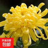 新鲜采摘大菊花优质黄白菊花广州站点直情人节礼物春节装饰鲜花 黄色大菊50公分10枝