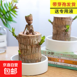 巴西木开花水养格鲁特小木人水培幸运木室内好养懒人花卉绿植盆栽 【巴西木+陶瓷盆+格鲁特】送液 【带芽发货】裸根不带土高10-15厘米