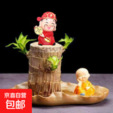 巴西木开花水养格鲁特小木人水培幸运木室内好养懒人花卉绿植盆栽 巴西木+荷叶盆+不想和尚+财神+营养液 【带芽发货】裸根不带土高10-15厘米