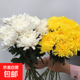 新鲜采摘大菊花优质黄白菊花广州站点直情人节礼物春节装饰鲜花 黄白混色大菊50公分20枝