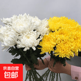 新鲜采摘大菊花优质黄白菊花广州站点直情人节礼物春节装饰鲜花 黄白混色大菊50公分10枝