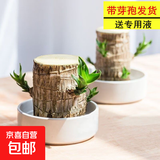 巴西木开花水养格鲁特小木人水培幸运木室内好养懒人花卉绿植盆栽 【巴西木+精品白盆】送液 【带芽发货】裸根不带土高10-15厘米