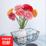 【非洲菊】弗朗扶朗鲜花卉七夕节礼物水培太阳花好养广州基地直发 【随机非洲菊2扎】