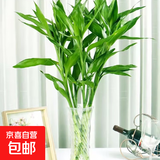 【富贵竹】广州发货水培植物好养懒人节节高供佛办公室内礼物七夕 富贵竹60cm5支