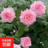 【云南】昆明玫瑰花苗老桩当年开花大花浓香月季老根花卉绿植盆栽 49粉荔枝（老桩苗四季开花）