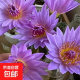 【睡莲】水养鲜花云南昆明基地直发花材鲜切花瓶插花七夕节礼物 紫色睡莲10枝