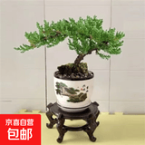 迎客松盆景植物室内松树绿植花卉小盆栽四季常青真树造型盆景树桩 一片叶迎客造型++送塑料方形盆 不含盆