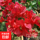 重瓣红三角梅盆栽带花三角梅苗勤花品种爬藤老桩室内花卉植物四季 中国红 3年苗【当年开花】不含盆