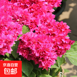 重瓣红三角梅盆栽带花三角梅苗勤花品种爬藤老桩室内花卉植物四季 重瓣粉 3年苗【当年开花】不含盆