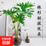 春羽绿植盆栽 室内客厅花卉水养水培好养办公室绿萝春雨水培植物 水培春雨+灰色亚克力花瓶（整体高度50-60cm）