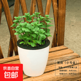 盆栽可食用新鲜薄荷叶盆栽清凉茶可做冷饮的香草室内好养植物 小盆薄荷吸水懒人盆 可食用