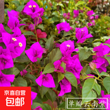 重瓣红三角梅盆栽带花三角梅苗勤花品种爬藤老桩室内花卉植物四季 云南紫 3年苗【当年开花】不含盆