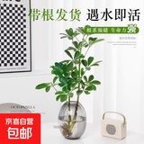 水培 鸭脚木 天堂鸟客厅绿植盆栽四季好养办公室桌面水养植物花卉 鸭脚木（高50-60）+大号 亚克力灰瓶