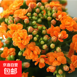 长寿花盆栽重瓣大花带花苞花苗四季室内开花好养的花卉植物 1.米橙(带花苞)送肥料 含加仑盆