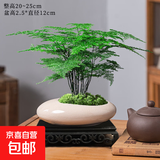 文竹盆栽植物室内花卉盆景客厅办公室桌面小绿植好养云竹四季常青 精品文竹+船型冰裂盆+底托+苔藓