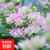 重瓣红三角梅盆栽带花三角梅苗勤花品种爬藤老桩室内花卉植物四季 绿樱 3年苗【当年开花】不含盆