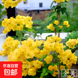 重瓣红三角梅盆栽带花三角梅苗勤花品种爬藤老桩室内花卉植物四季 金黄 3年苗【当年开花】不含盆