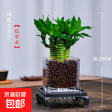 文昌竹4支金榜题名富贵竹水培植物粗杆发货带根步步高升转运竹子 文昌竹四根+方玻璃瓶+陶粒+底座 带盆
