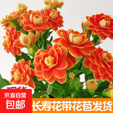 长寿花盆栽重瓣大花带花苞花苗四季室内开花好养的花卉植物 12.金狐狸(带花苞)送肥料 含加仑盆