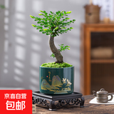 小叶子紫檀老桩黑骨茶盆栽办公室内禅意好养四季常青绿植物微盆景 【主图款】老桩小叶紫檀【旭日东升】+送肥料 带盆栽好