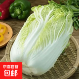 东东买菜新鲜云南高原白菜大白菜娃娃菜火锅新鲜蔬菜直播间包邮 9斤净重 大白菜