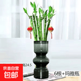 【带根富贵竹转运竹龙竹】招财水培植物客厅弯竹开运竹子盆栽花卉 55cm开运竹--6支+亚克力瓶 2灯笼