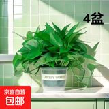 【绿萝盆栽】吸甲醛净化空气水培绿植物懒人花卉好养搬家礼物全 【4盆】180绿萝+绿色加仑盆自吸水 整体含盆高度20-25cm