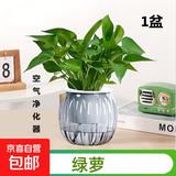 特价绿萝盆栽室内客厅办公室吸甲醛净化空气水培植物绿植花卉好养 【1盆】绿萝+灰色南瓜盆自吸水 整体含盆高度20-25cm
