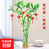 【带根富贵竹转运竹龙竹】招财水培植物客厅弯竹开运竹子盆栽花卉 60-65cm转运竹--6支 送3灯笼