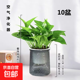 特价绿萝盆栽室内客厅办公室吸甲醛净化空气水培植物绿植花卉好养 【开业乔迁10盆】绿萝+轻奢灰色繁星吸水盆 整体含盆高度20-25cm