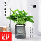 特价绿萝盆栽室内客厅办公室吸甲醛净化空气水培植物绿植花卉好养 【1盆】绿萝+轻奢灰色繁星吸水盆 整体含盆高度20-25cm