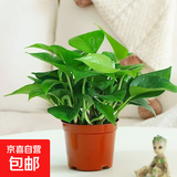 【绿萝盆栽】吸甲醛净化空气水培绿植物懒人花卉好养搬家礼物全 【实惠2盆】绿萝+原盆原土 整体含盆高度20-25cm
