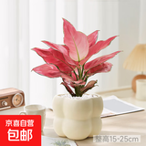 【网红桌面绿植】年宵花⭐北欧ins云朵盆办公客厅盆栽简约创意 吉利红+泡泡树脂盆1盆装送托盘