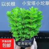 鱼缸水草造景淡水水草养鱼水草植物懒人真水草冷水水草坨草造景 （以长根）小宝塔坨草5+营养草泥底座5