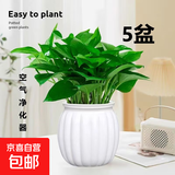 特价绿萝盆栽室内客厅办公室吸甲醛净化空气水培植物绿植花卉好养 【热销5盆】绿萝+白色南瓜盆自吸水 整体含盆高度20-25cm