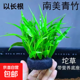 鱼缸水草造景淡水水草养鱼水草植物懒人真水草冷水水草坨草造景 （以长根）南美青竹坨5+营养草泥底座5