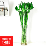 【带根富贵竹转运竹龙竹】招财水培植物客厅弯竹开运竹子盆栽花卉 50-55cm开运竹--6支送2灯笼