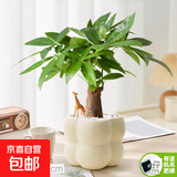 【网红桌面绿植】年宵花⭐北欧ins云朵盆办公客厅盆栽简约创意 发财树+泡泡树脂盆1盆装送托盘