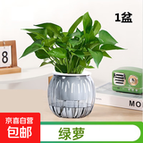 【绿萝盆栽】吸甲醛净化空气水培绿植物懒人花卉好养搬家礼物全 【1盆】绿萝+灰色南瓜盆自吸水 整体含盆高度20-25cm