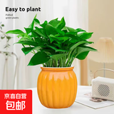 【绿萝盆栽】吸甲醛净化空气水培绿植物懒人花卉好养搬家礼物全 【1盆】绿萝+橙色南瓜盆自吸水 整体含盆高度20-25cm