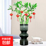 【带根富贵竹转运竹龙竹】招财水培植物客厅弯竹开运竹子盆栽花卉 65cm转运竹6支+亚克力瓶 3灯笼