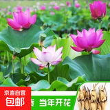 大型观赏荷花种藕苗 莲藕种苗 盆栽荷花种根苗荷花苗莲藕苗莲花苗 三种混发【白色粉色红色】 三颗装【带芽发货】